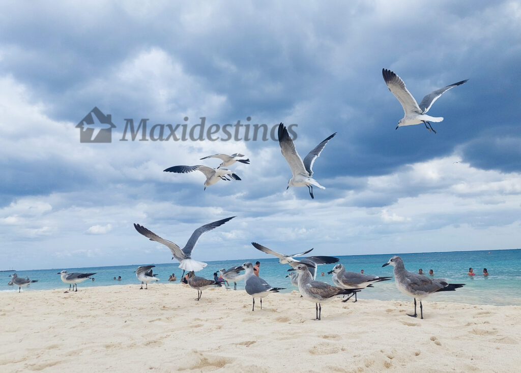 playa-fundadores-playa-del-carmen
