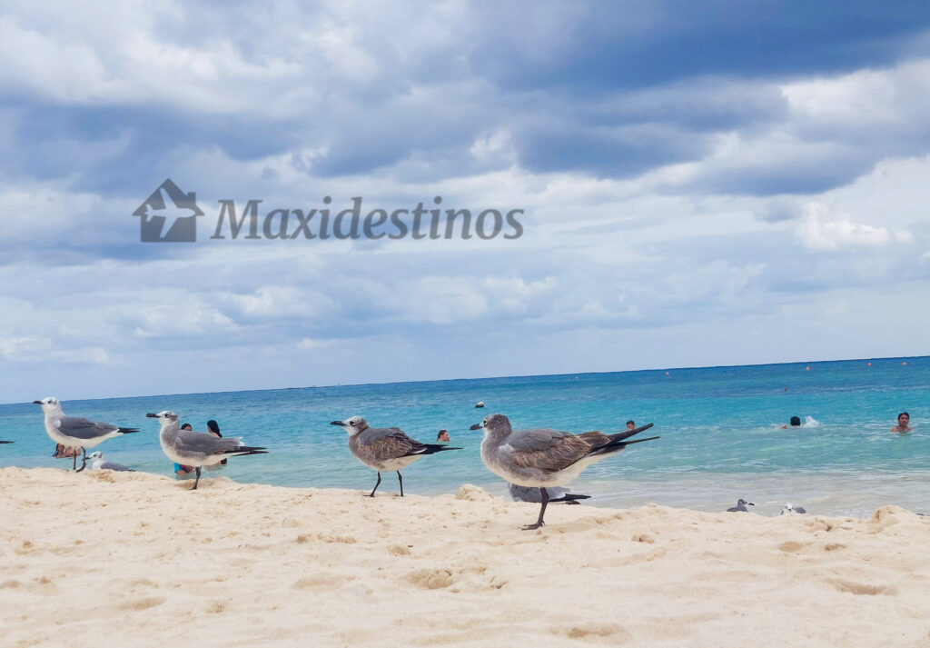 playa-fundadores-playa-del-carmen